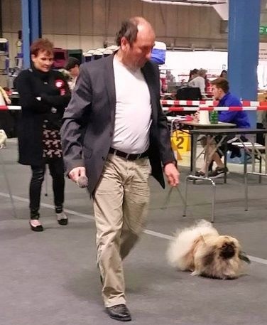 CH. Vannjty George 5 the king - C.A.C & C.A.C.I.B - B.O.B Meilleur de Race CH. LUXEMBOURG