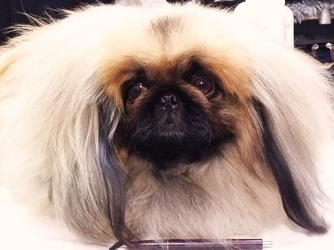 CH. Vannjty George 5 the king - C.A.C & R.C.A.C.I.B