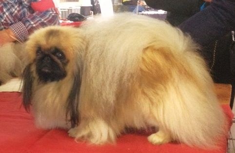 CH. Vannjty George 5 the king - 3em EXC