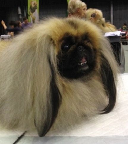 CH. Vannjty George 5 the king - C.A.C - Meilleur de Race B.O.B