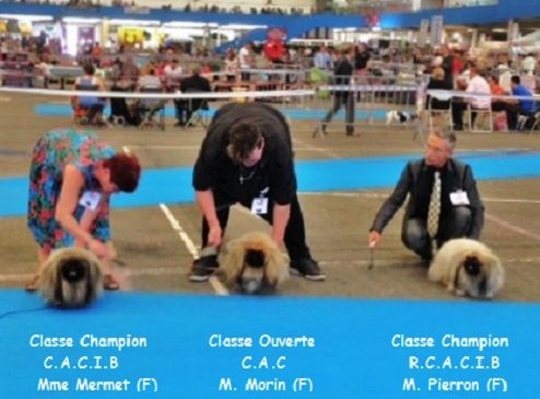 CH. Vannjty George 5 the king - R.C.A.C.I.B