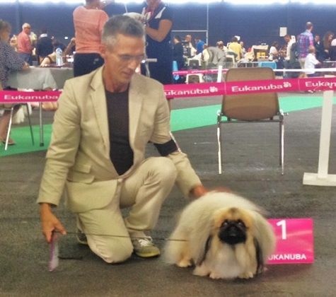 CH. Vannjty George 5 the king - C.A.C & C.A.C.I.B - CHAMPION de FRANCE