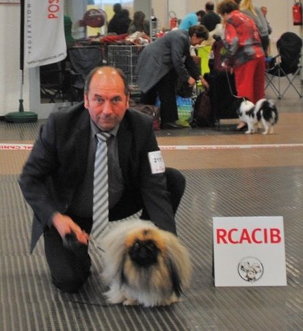 CH. Vannjty George 5 the king - R.C.A.C & R.C.A.C.I.B