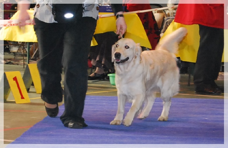 Dora (Sans Affixe) - 1ère Excellent + meilleure Intermédiaire et ring d'honneur