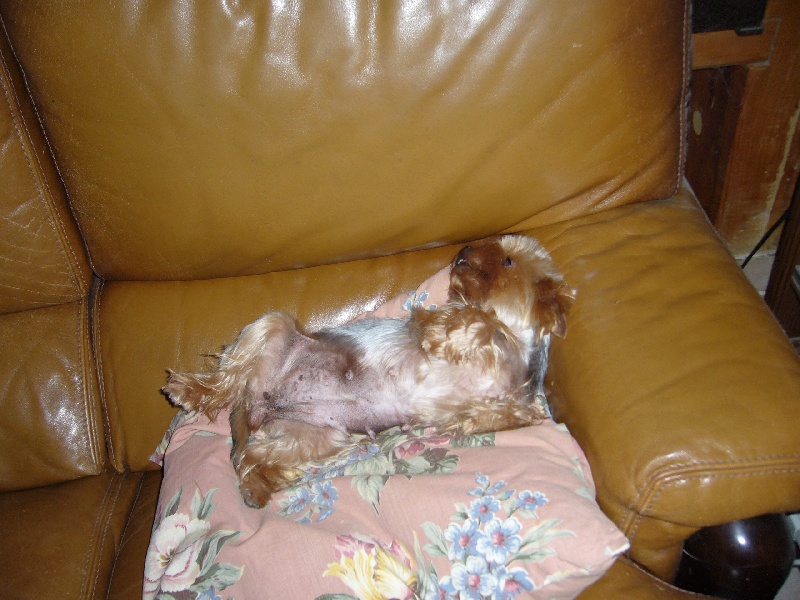 Ambre blue du Castel d argent