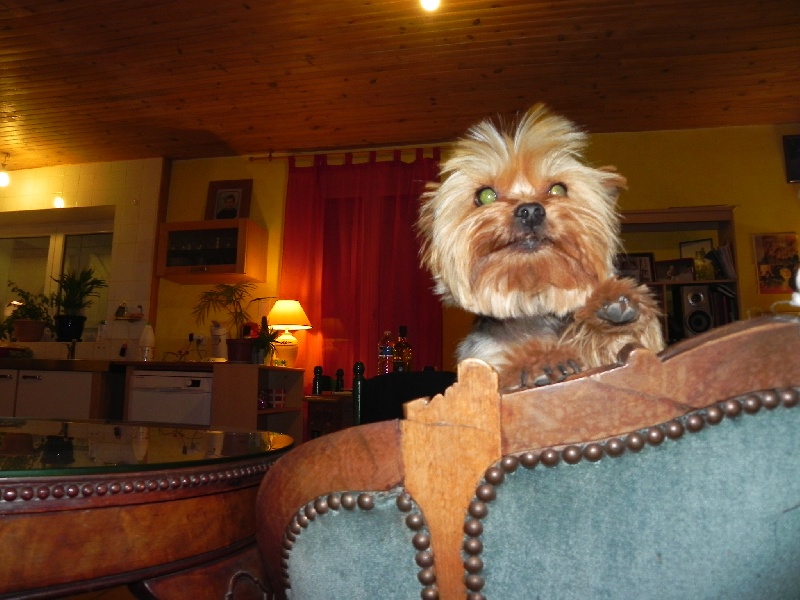 Ambre blue du Castel d argent