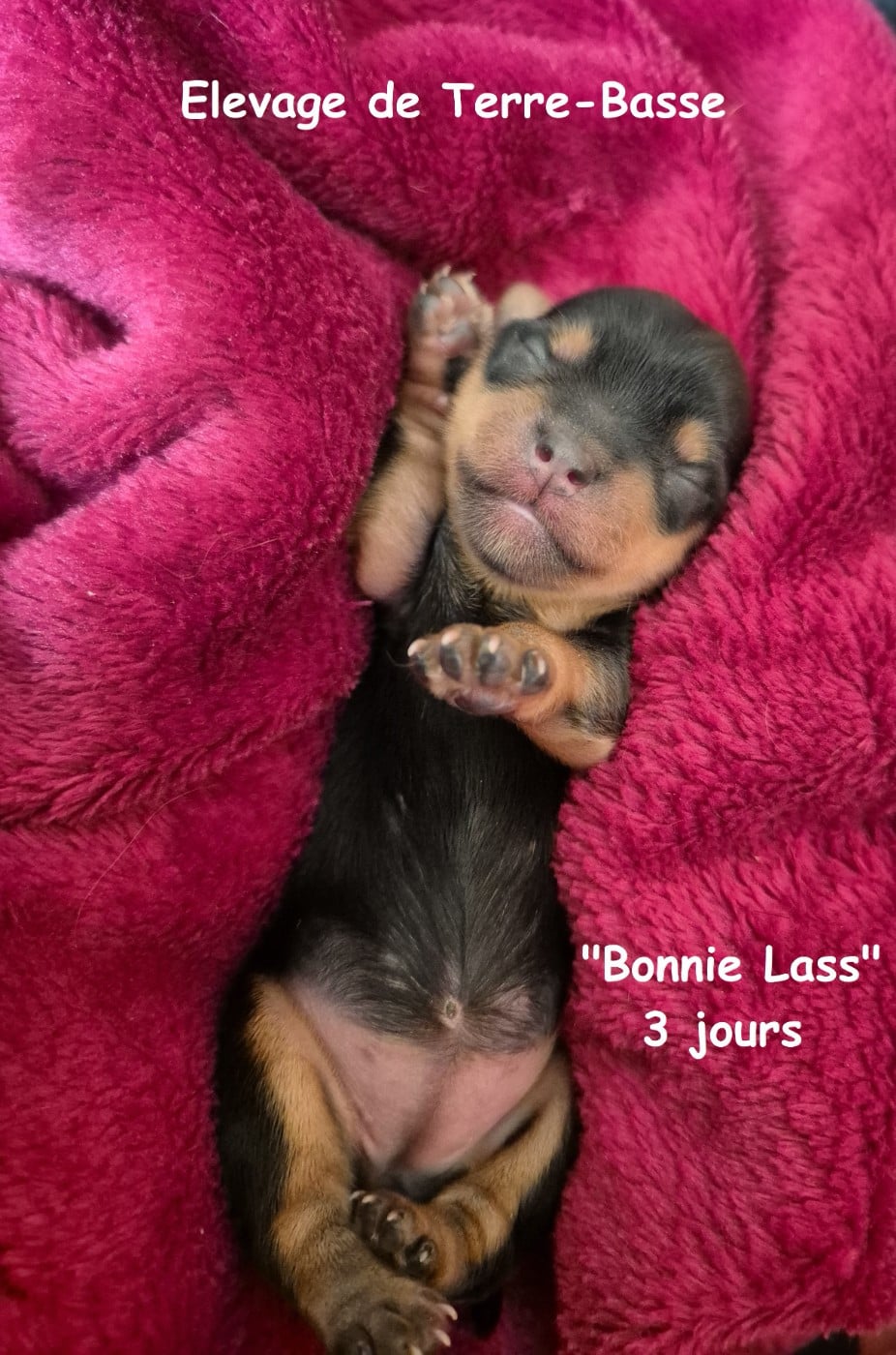 Yorkshire Terrier - de terre basse