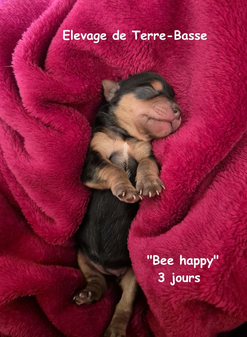 BEE HAPPY - Yorkshire Terrier