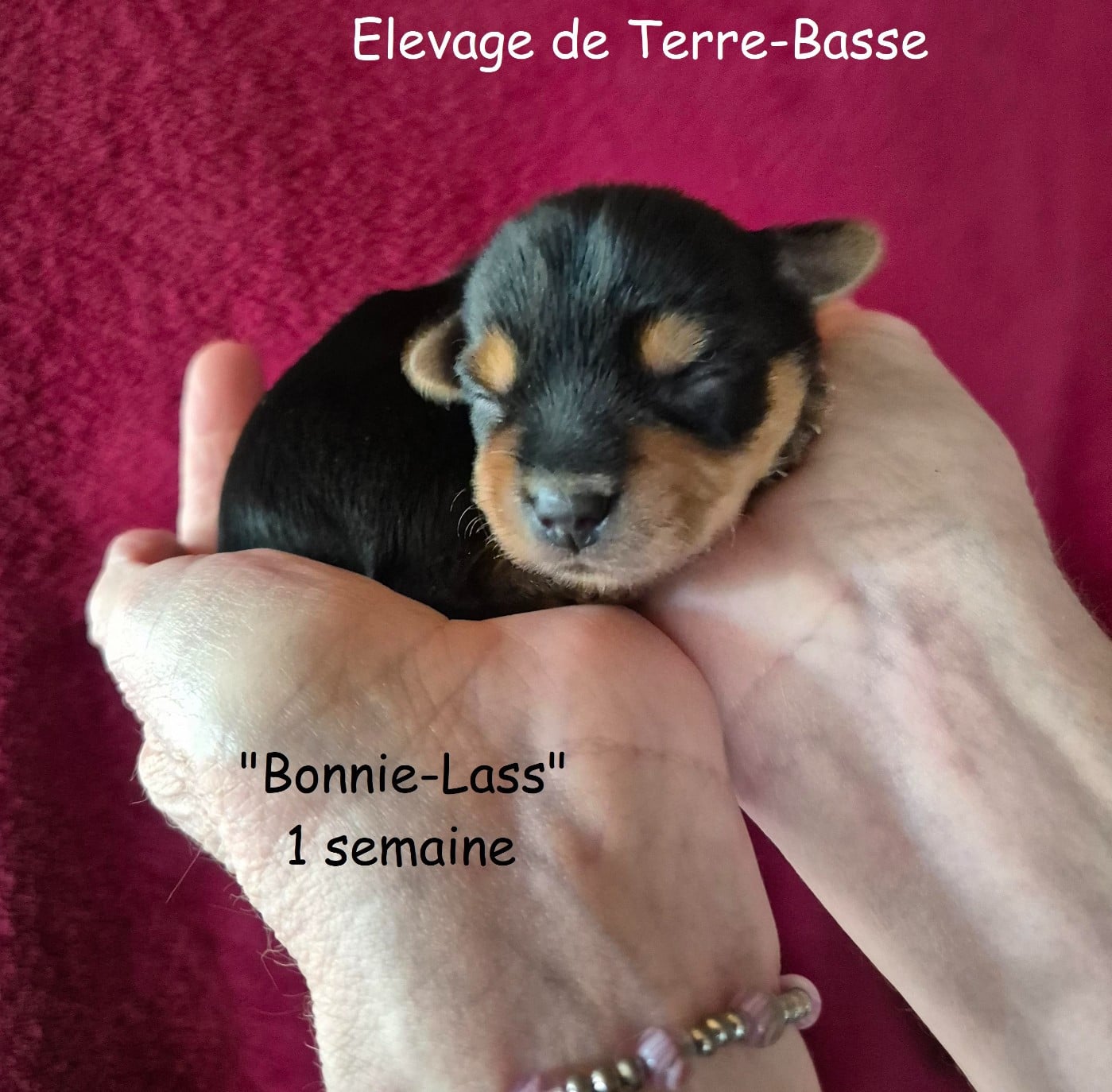 Yorkshire Terrier - de terre basse