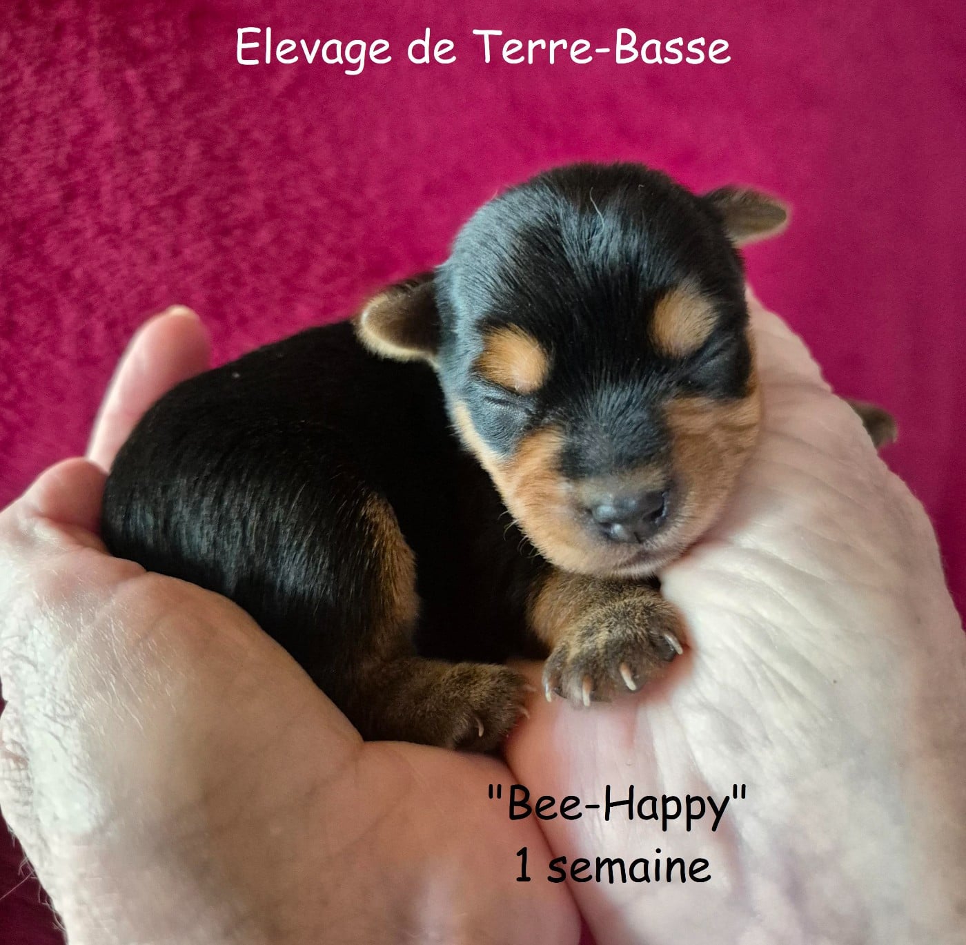 Yorkshire Terrier - de terre basse