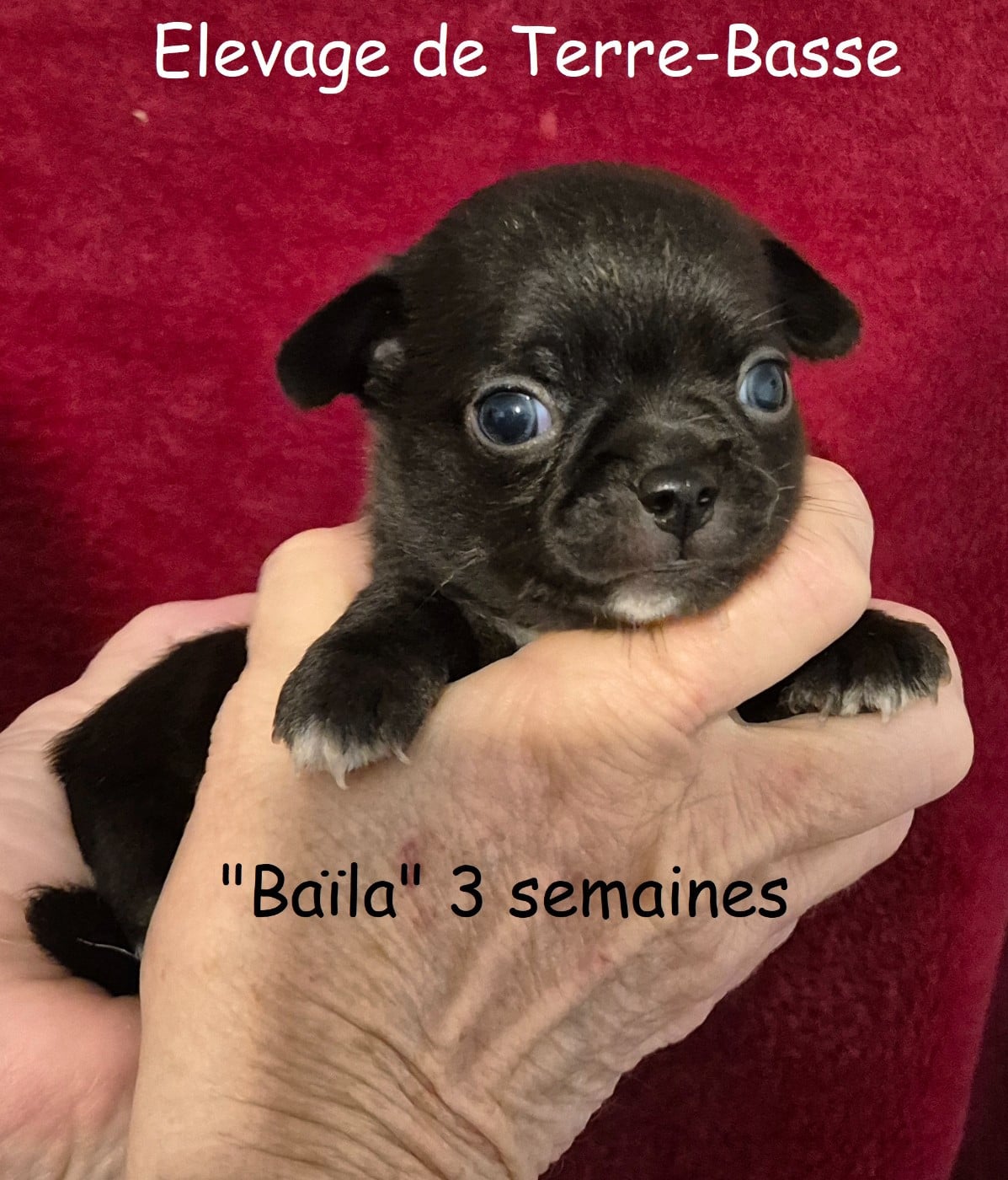 Chihuahua - de terre basse