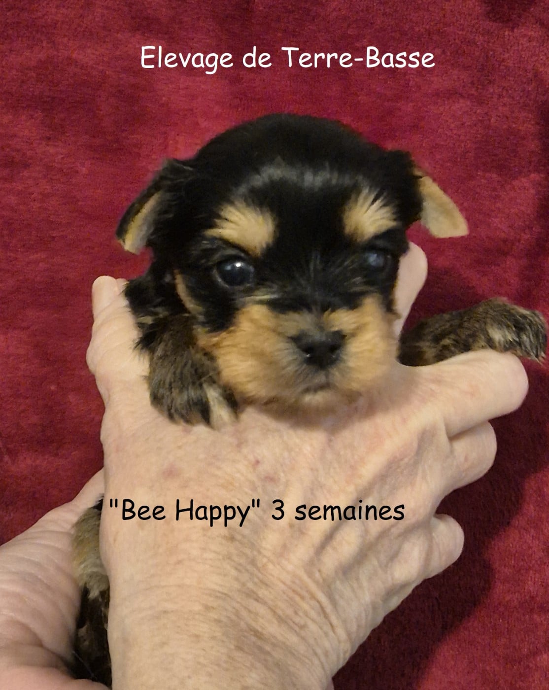 Yorkshire Terrier - de terre basse