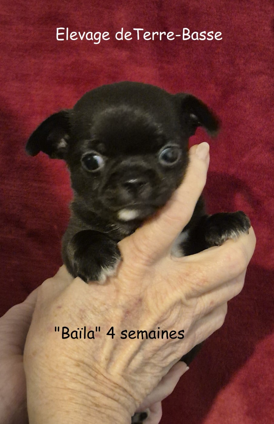 Chihuahua - de terre basse