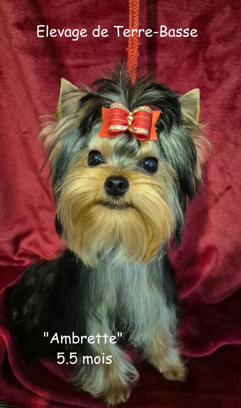 AMBRETTE - Yorkshire Terrier