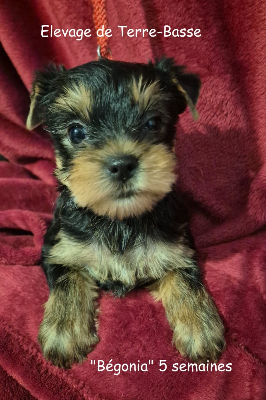 Yorkshire Terrier - de terre basse