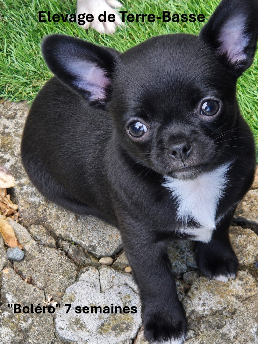 Chihuahua - de terre basse