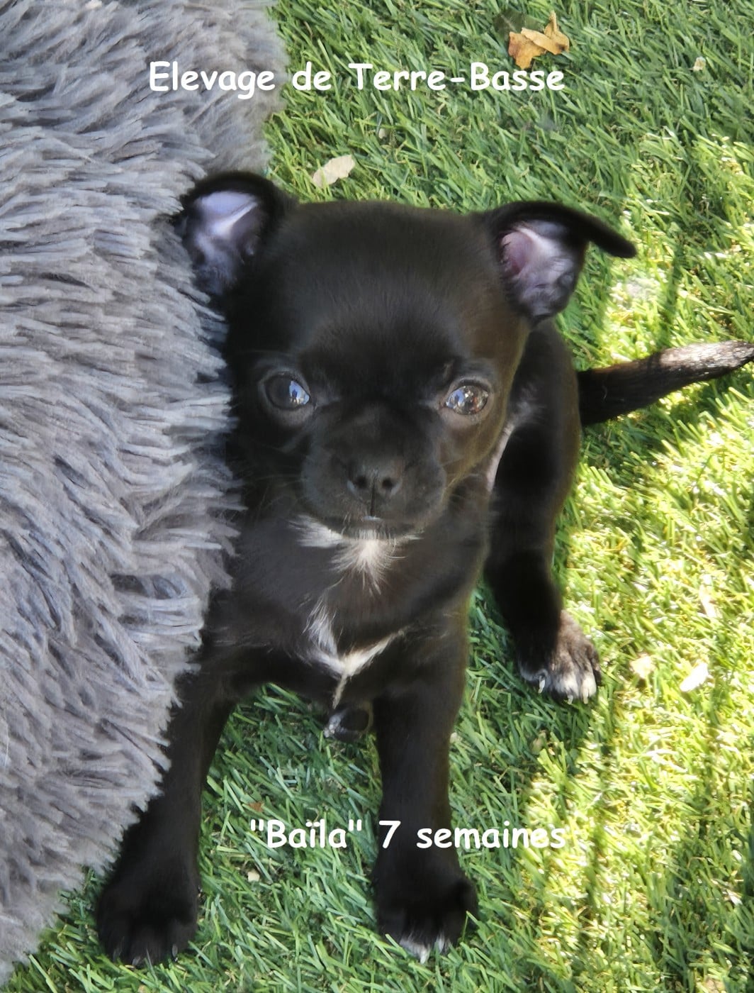 Chihuahua - de terre basse
