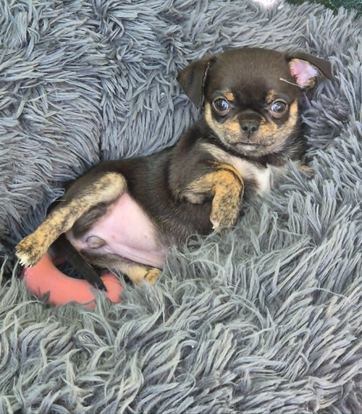 Chihuahua - de terre basse