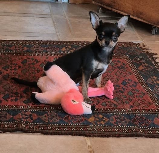 Chihuahua - de terre basse