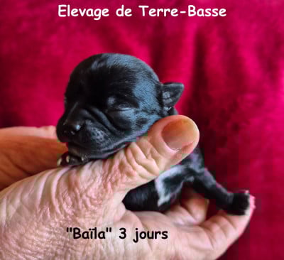 Les chiots de Chihuahua