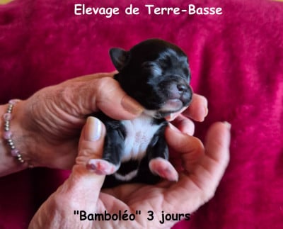 BAMBOLEO - Chihuahua