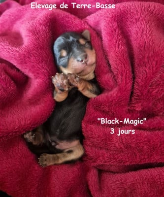 Les chiots de Yorkshire Terrier