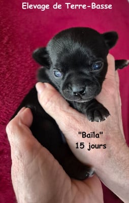 Les chiots de Chihuahua