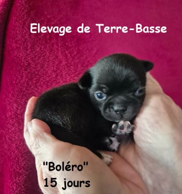 Les chiots de Chihuahua