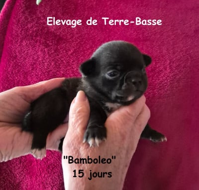 Les chiots de Chihuahua