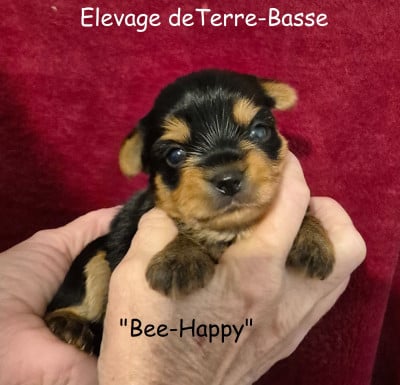 Les chiots de Yorkshire Terrier
