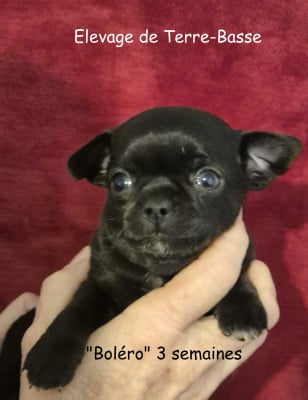 Les chiots de Chihuahua