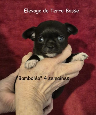 Les chiots de Chihuahua