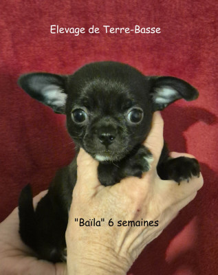Les chiots de Chihuahua