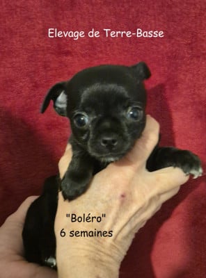 Les chiots de Chihuahua