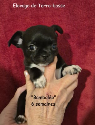 Les chiots de Chihuahua