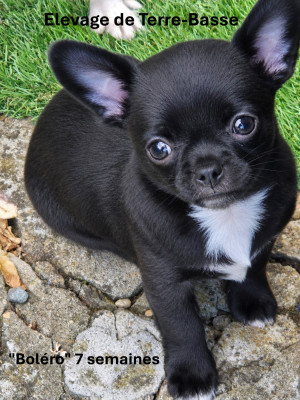 Les chiots de Chihuahua