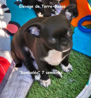 Les chiots de Chihuahua