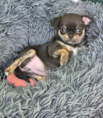 Les chiots de Chihuahua