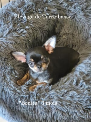 Les chiots de Chihuahua