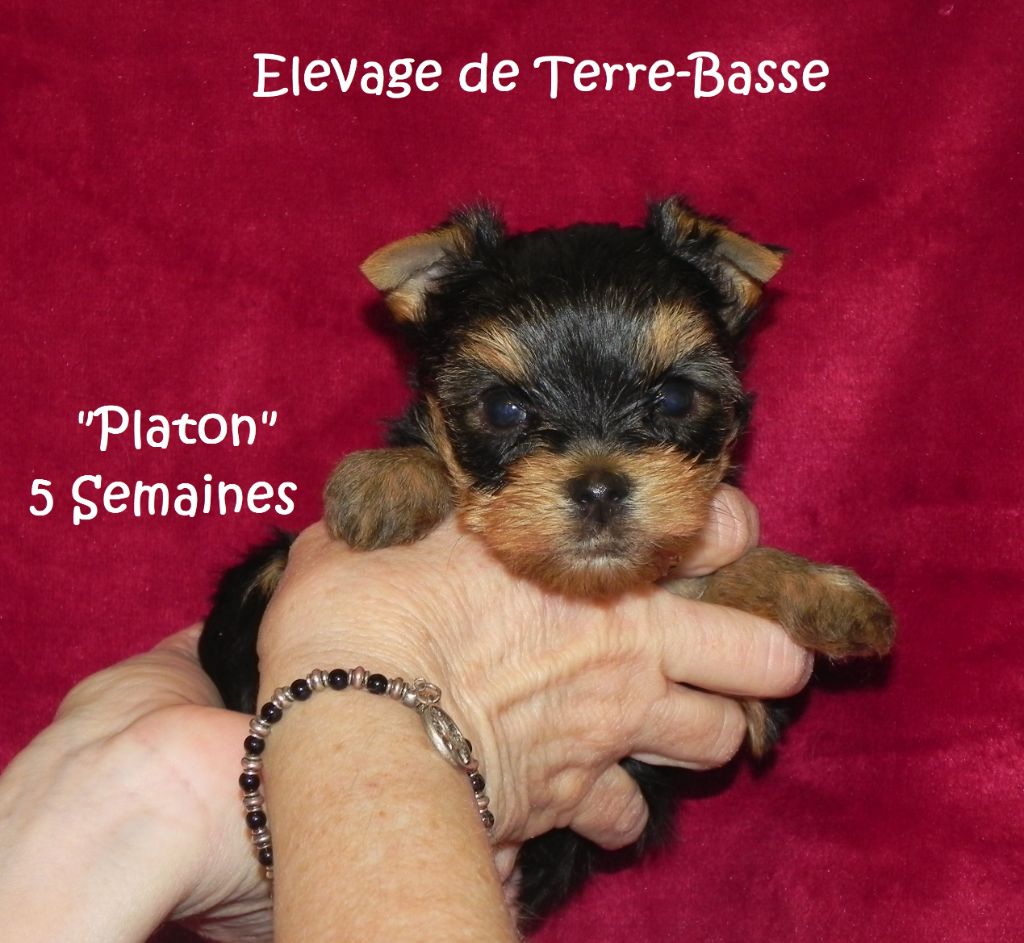 PLATON - Yorkshire Terrier