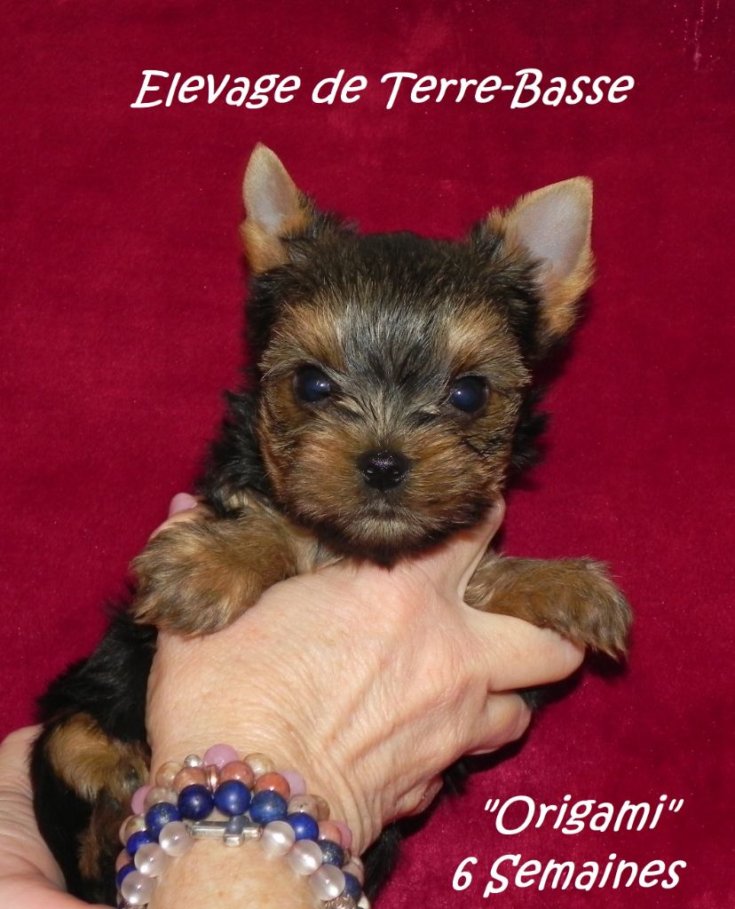 ORIGAMI - Yorkshire Terrier