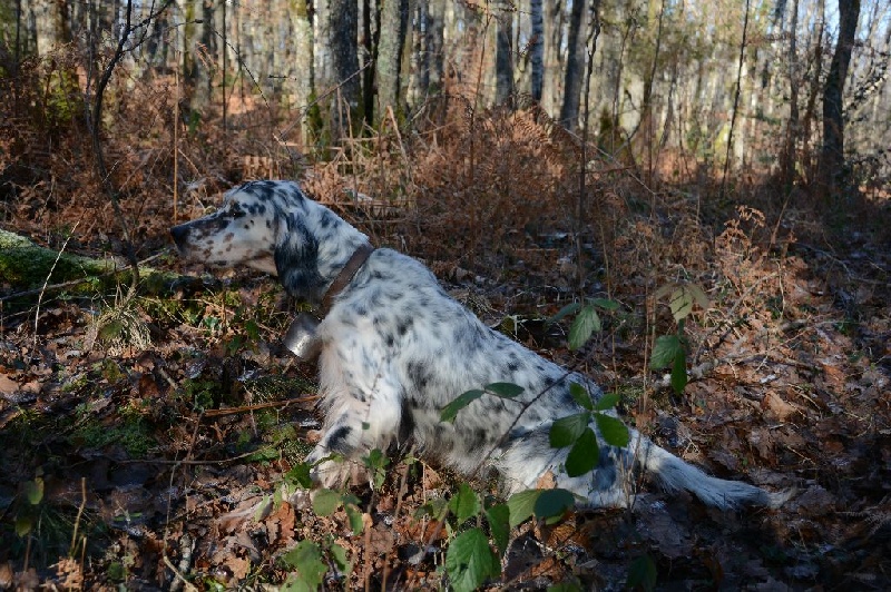 TR. CH. Diane des sagnes des mille sources - RCACT