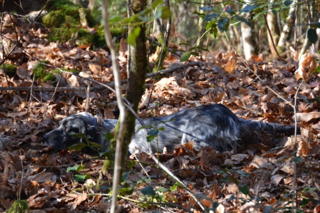 TR. Laya des sagnes des mille sources - Deuxième Excellent