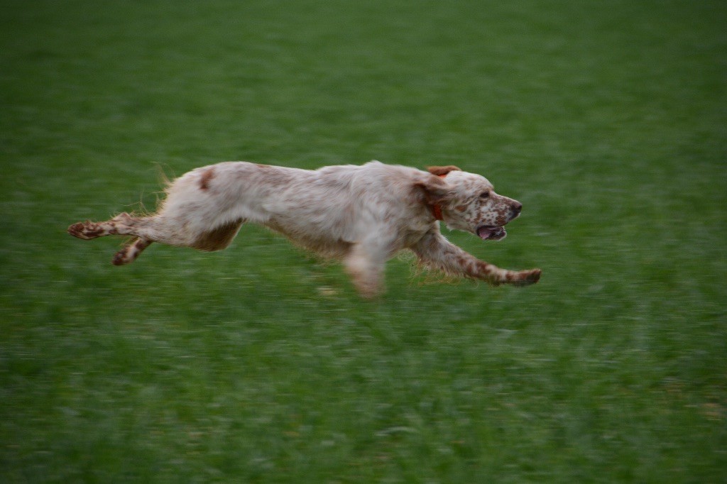 TR. CH. Hazpacho des sagnes des mille sources - 2 ème Excellent