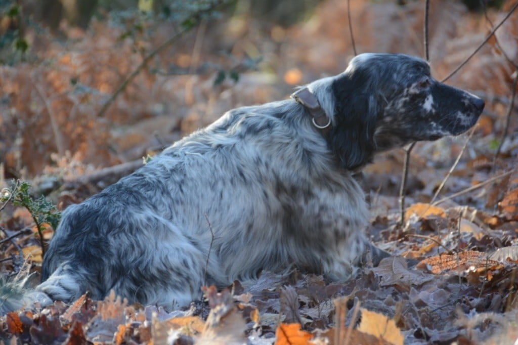 TR. Orio des sagnes des mille sources - 1 Excellent