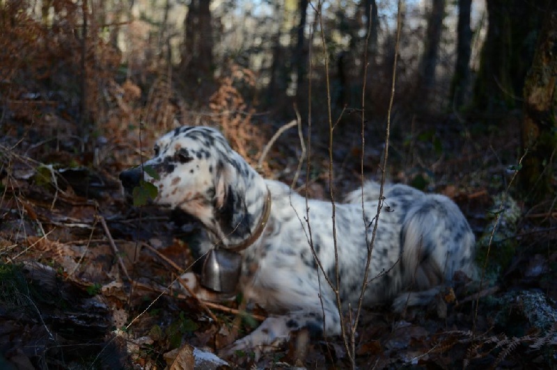 TR. CH. Diane des sagnes des mille sources - CACT