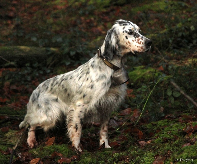 TR. CH. Diane des sagnes des mille sources - 4 ème Excellent