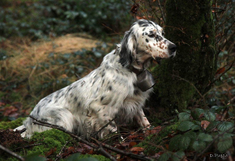 TR. CH. Diane des sagnes des mille sources - CACT