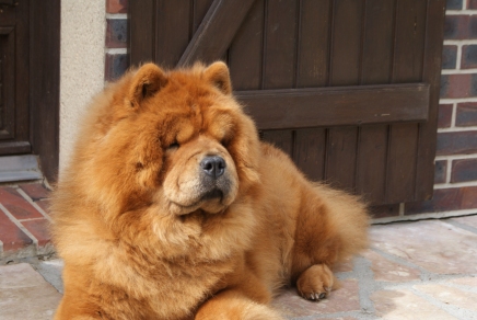 Publication : du Yun Tche