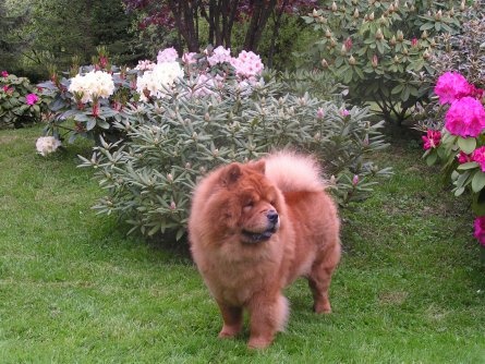 CH. du domaine des saphirs Ai-chang - 1 exc de la classe champion -CACIB et BOS